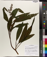 Rumex verticillatus image