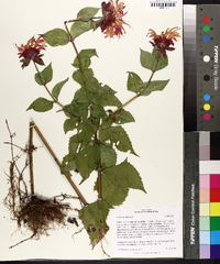 Monarda didyma image