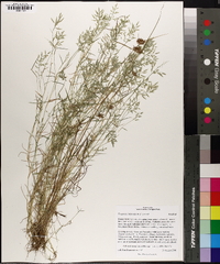 Eragrostis hypnoides image