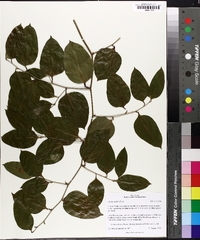 Smilax walteri image