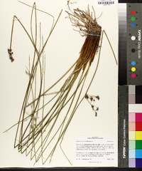 Juncus coriaceus image