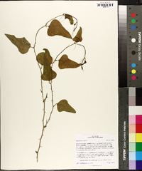 Smilax bona-nox image