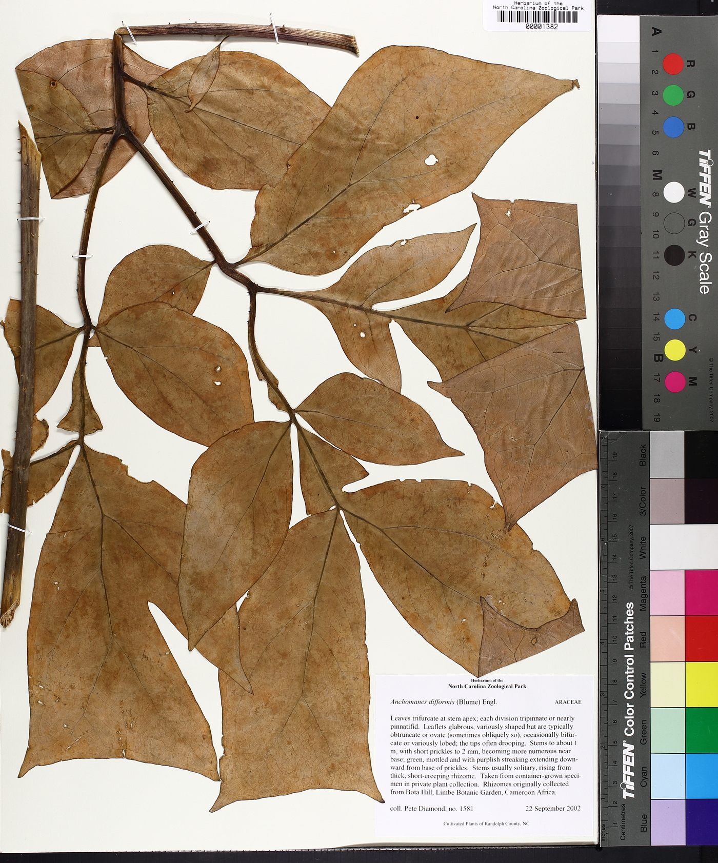 Anchomanes difformis image