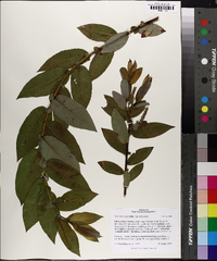 Salix myricoides image