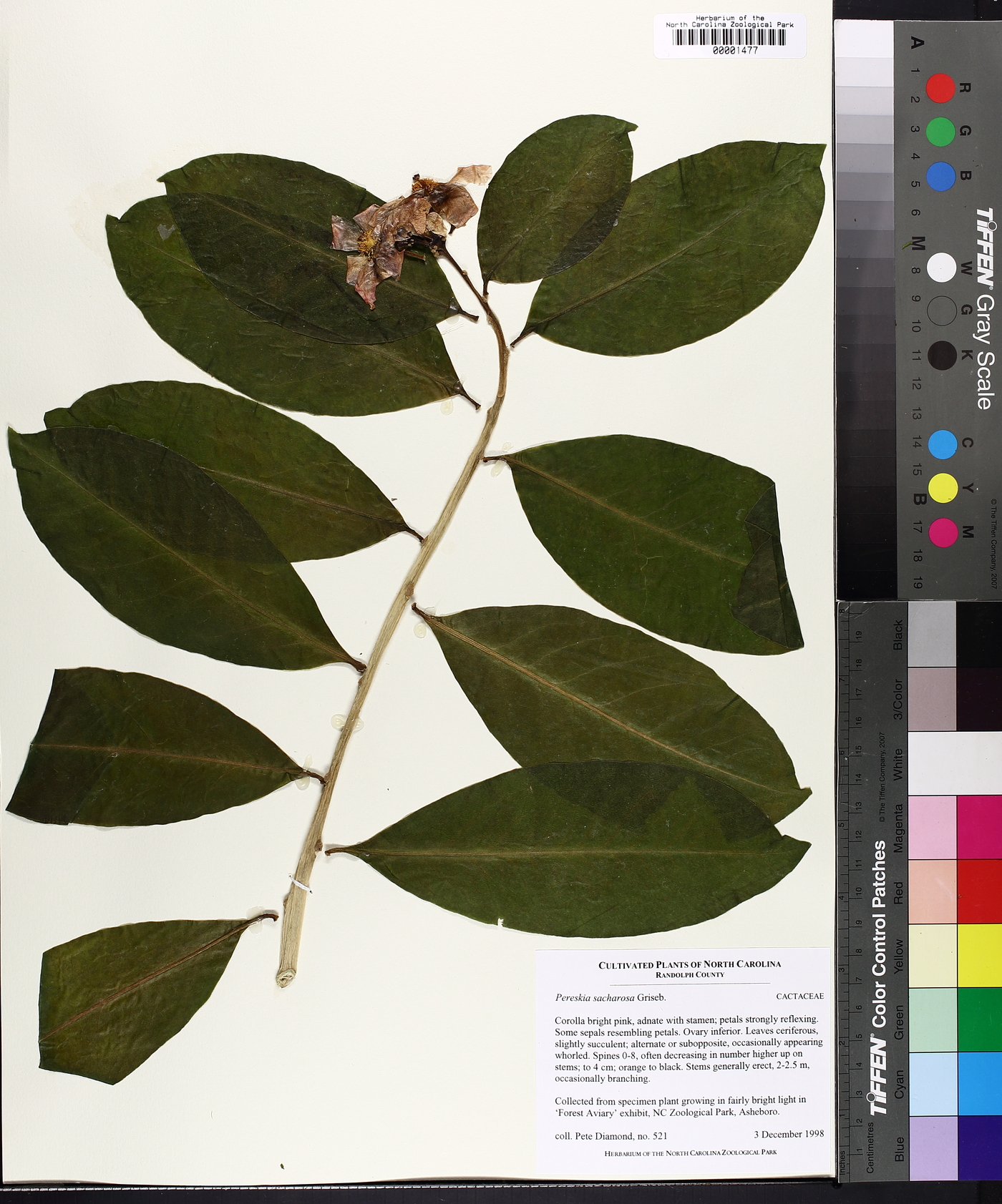 Pereskia sacharosa image