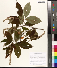 Clethra acuminata image