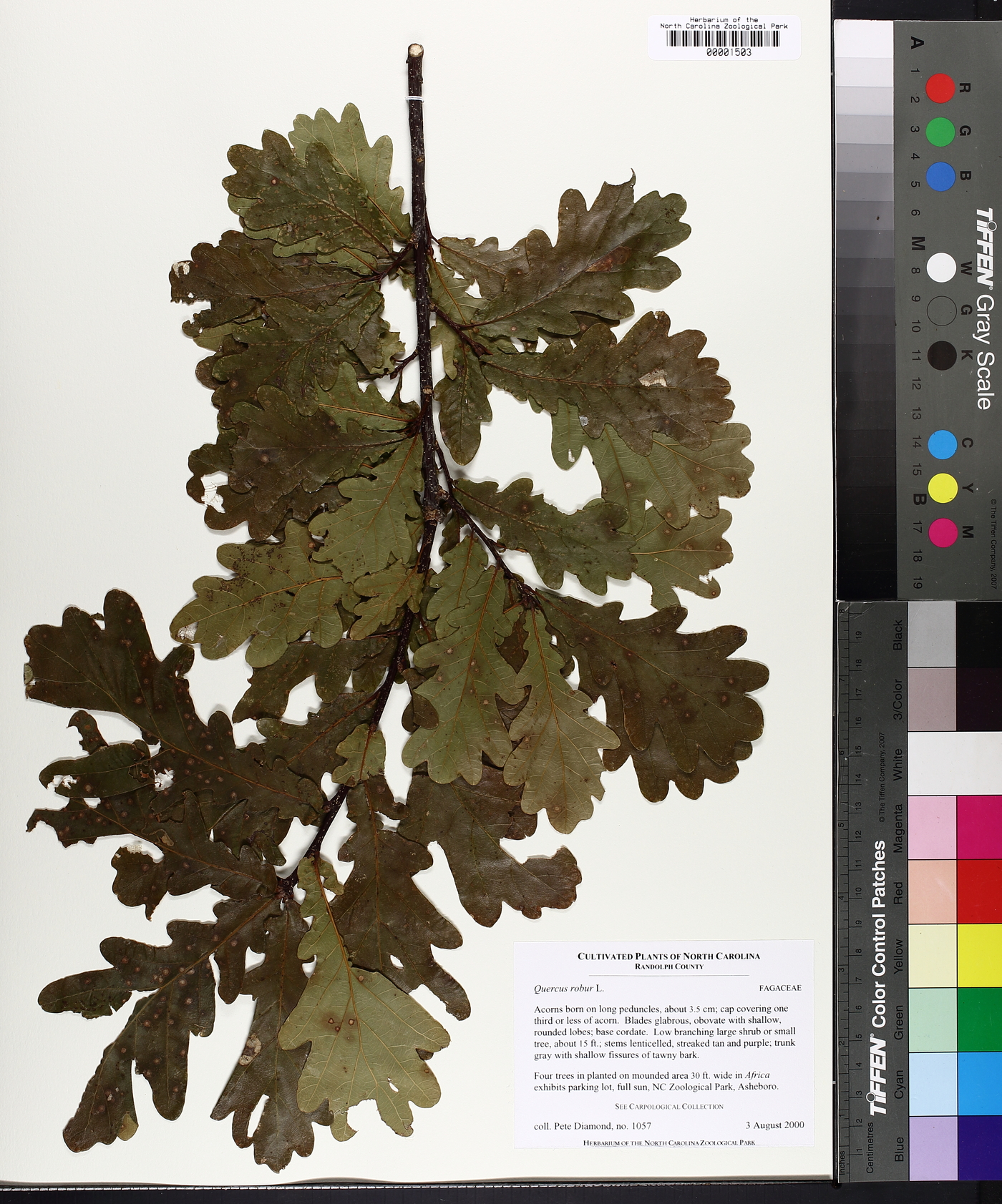 Quercus robur image