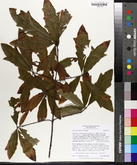 Quercus x ludoviciana image