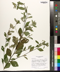 Sida rhombifolia image