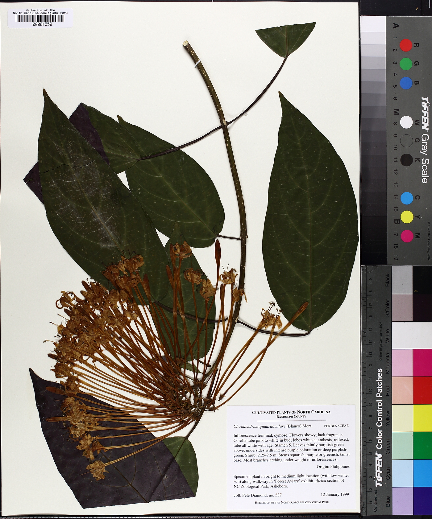 Clerodendrum quadriloculare image