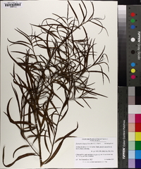Eremophila bignoniflora image