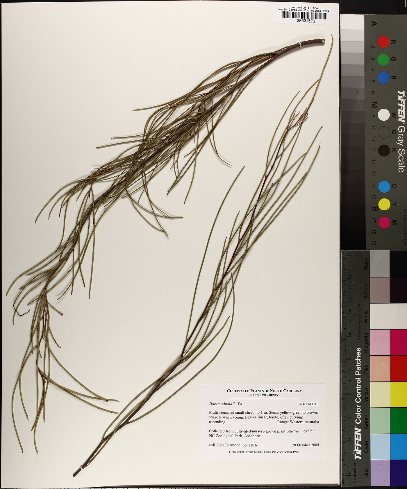 Hakea adnata image