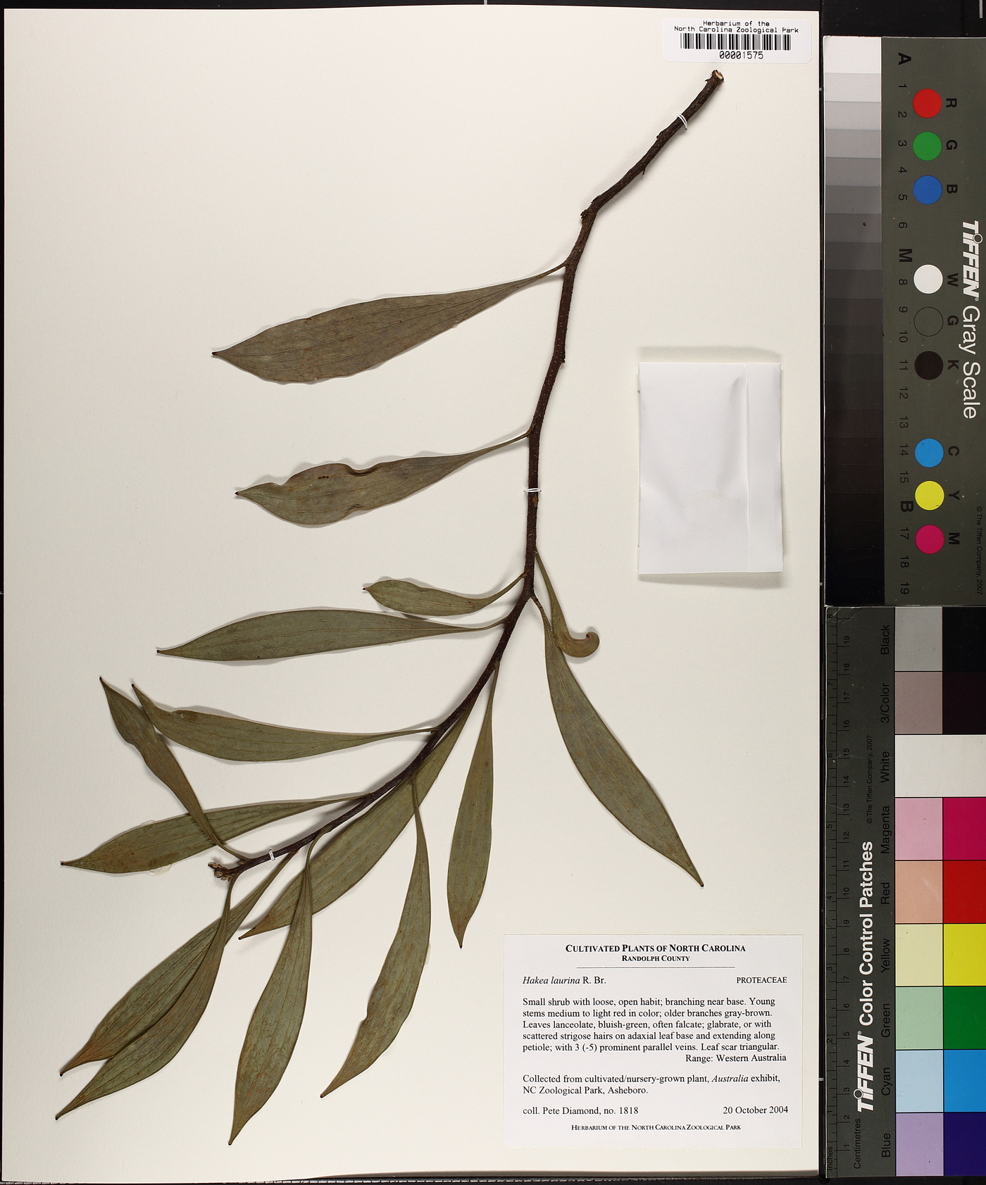 Hakea laurina image