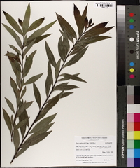 Hakea salicifolia image