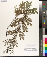 Acacia spectabilis image