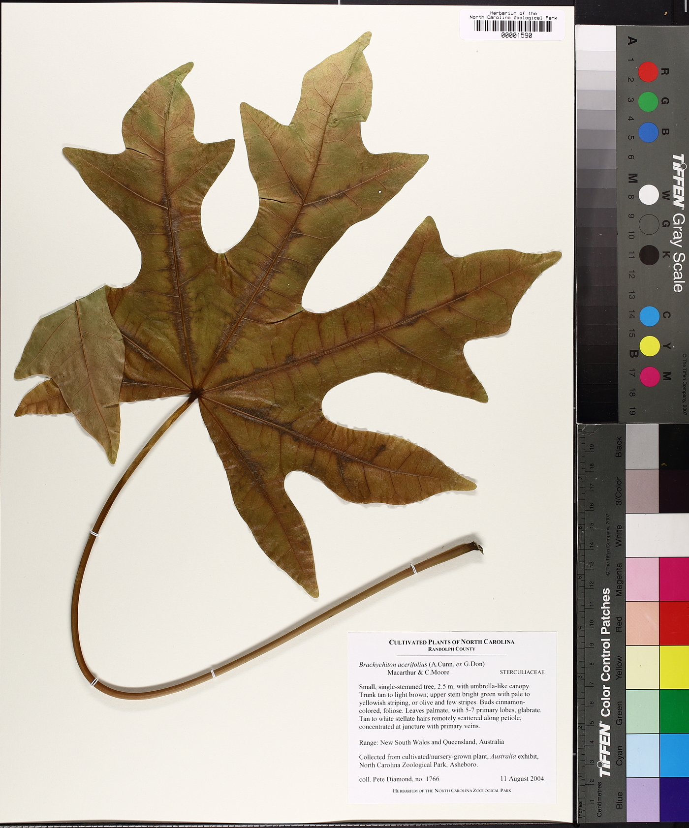 Brachychiton acerifolius image