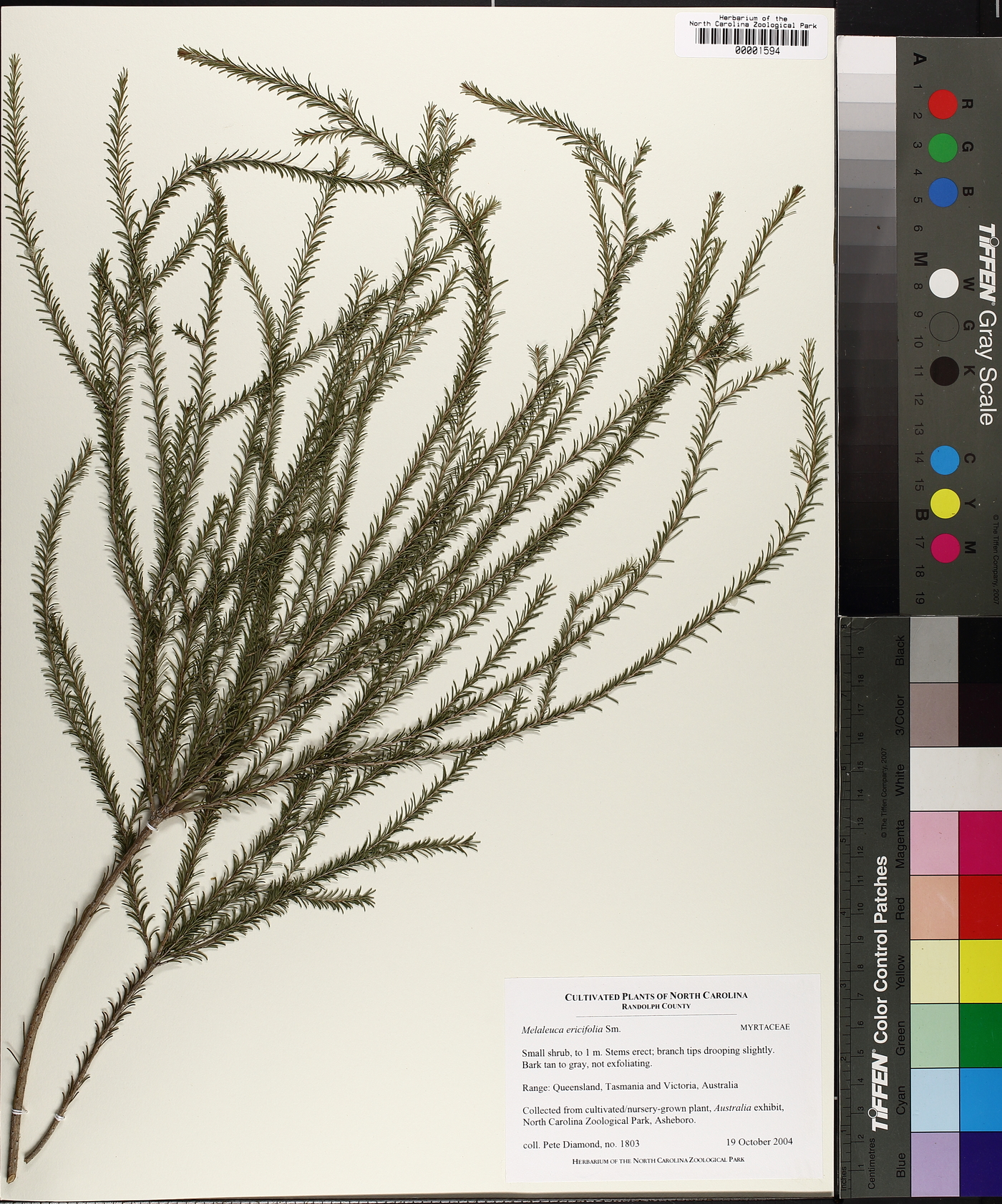 Melaleuca ericifolia image