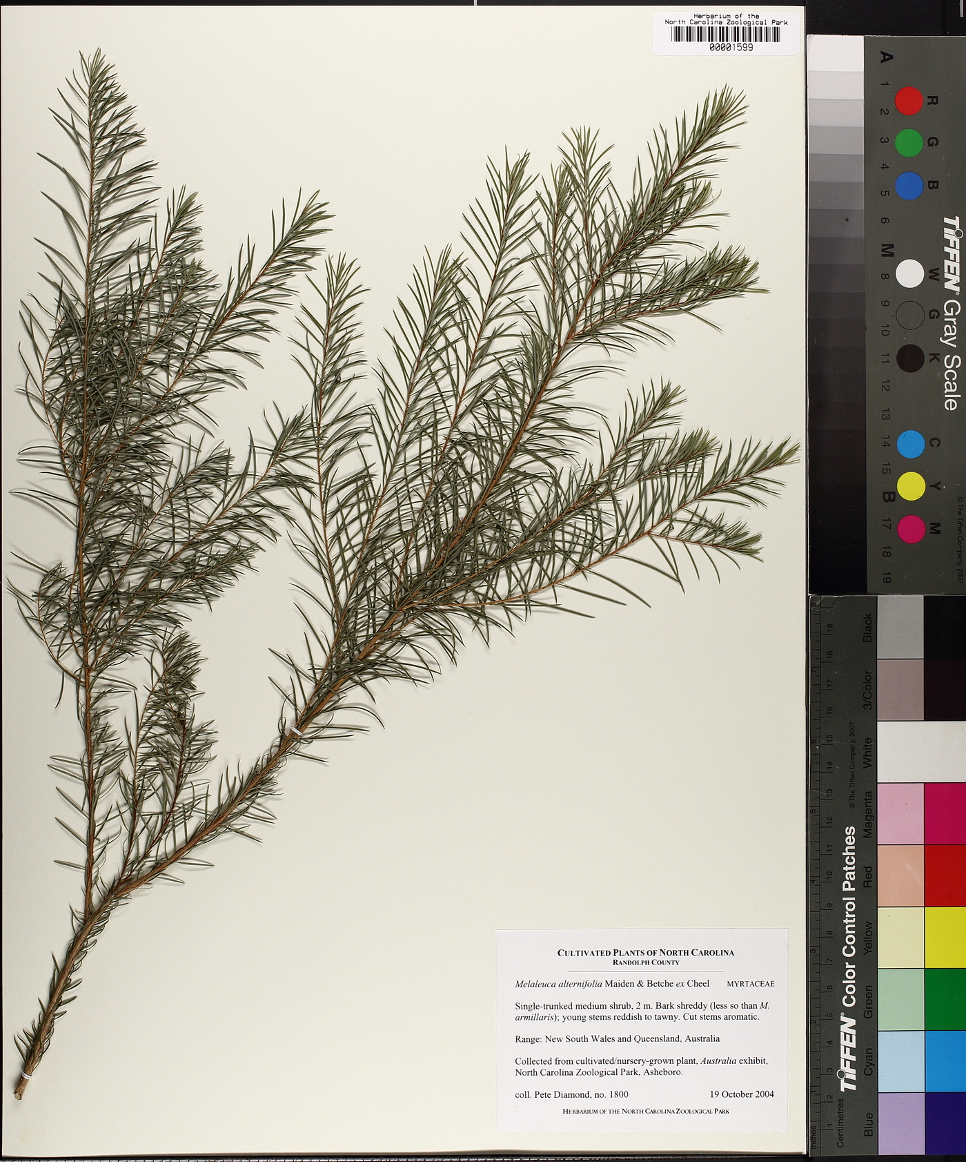 Melaleuca alternifolia image