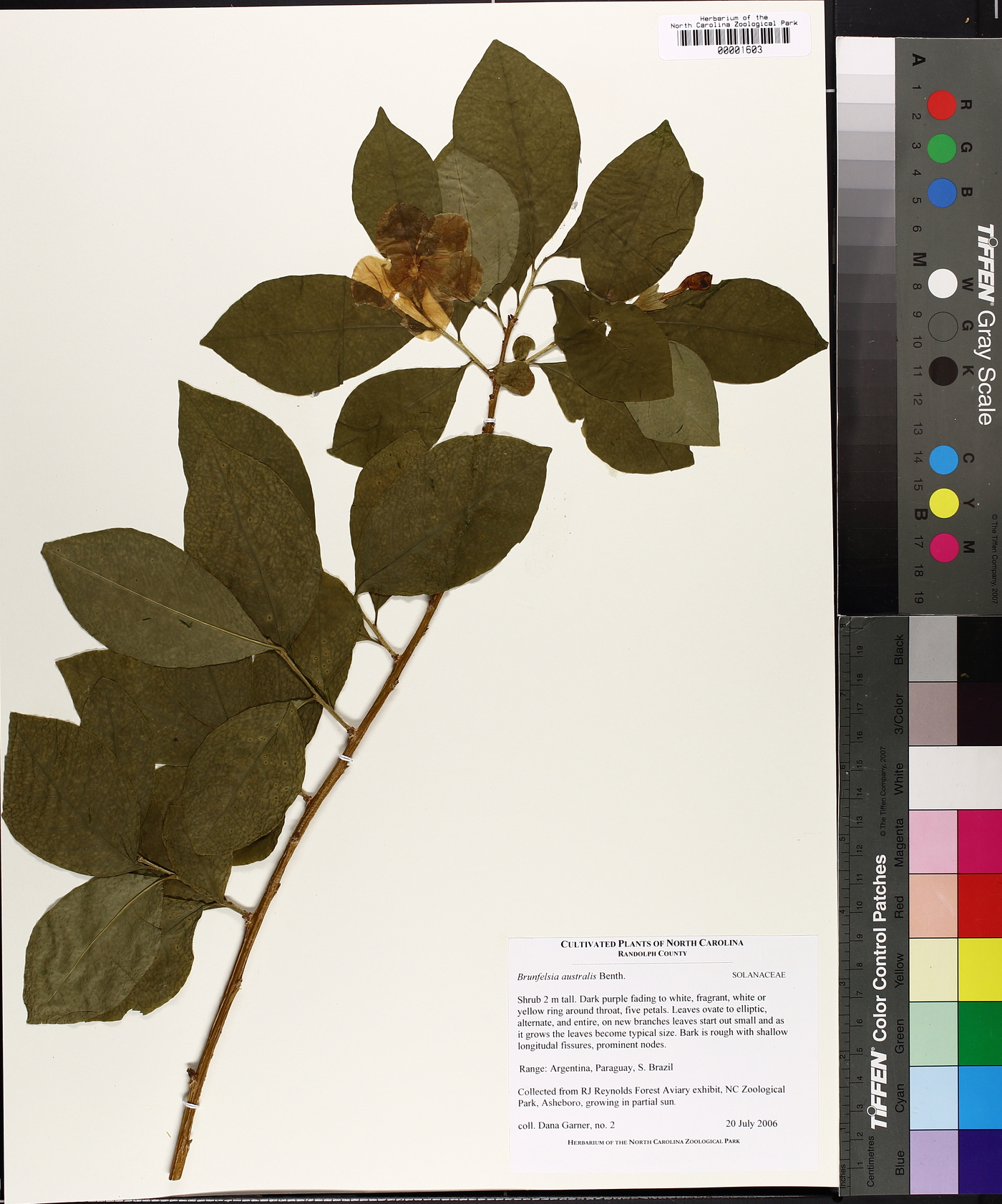 Brunfelsia australis image