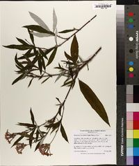Rondeletia leucophylla image