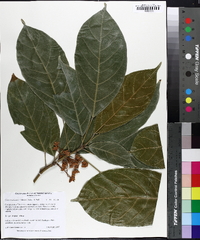 Cola acuminata image