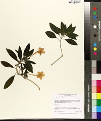 Ruellia makoyana image