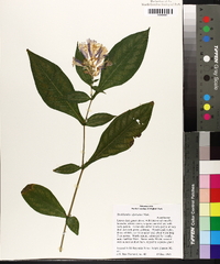 Strobilanthes dyerianus image
