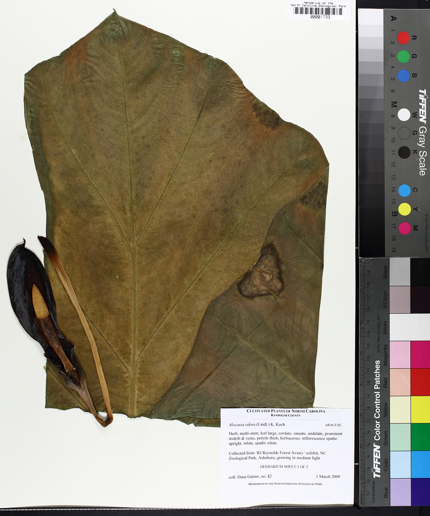 Alocasia odora image
