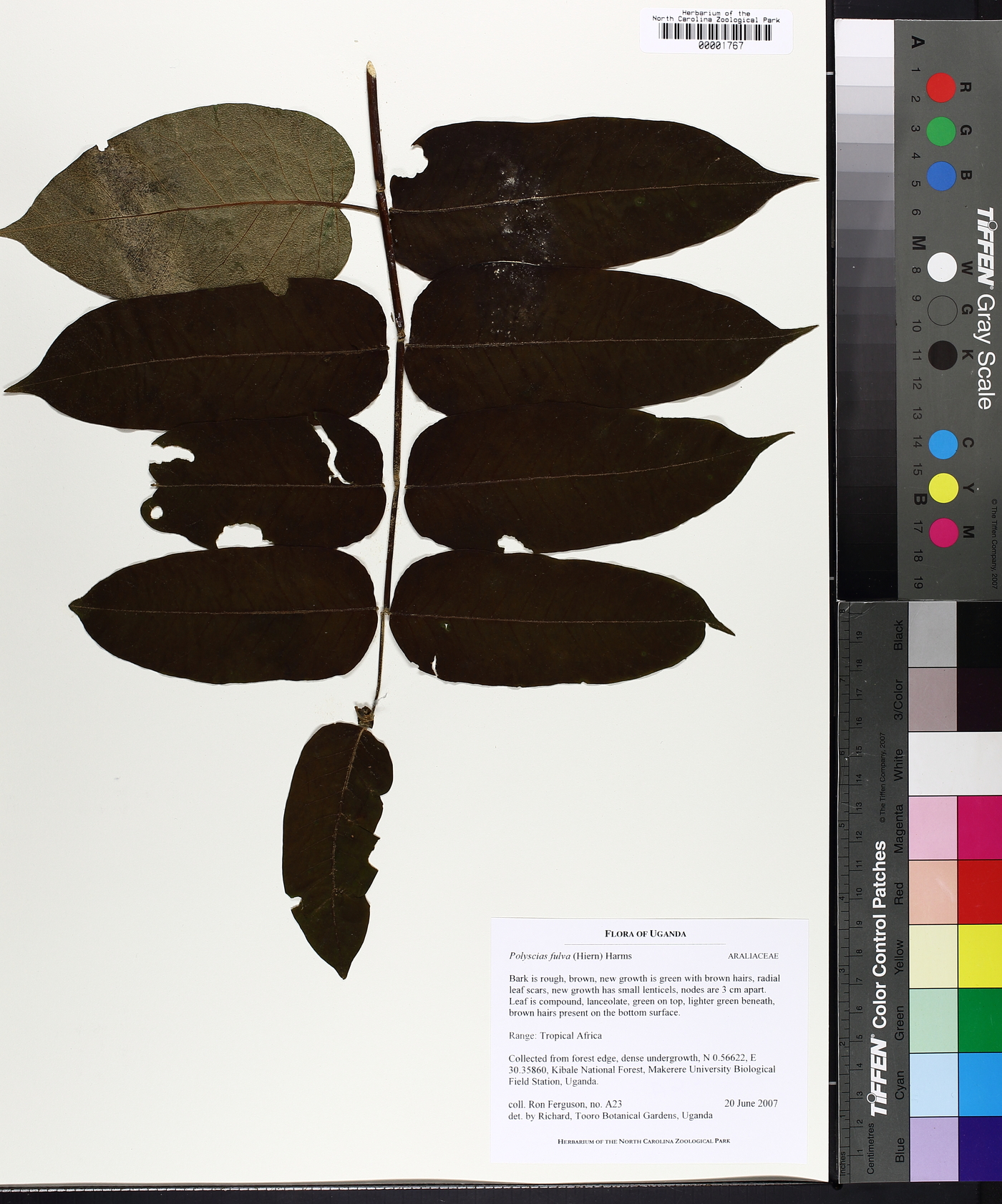 Polyscias fulva image