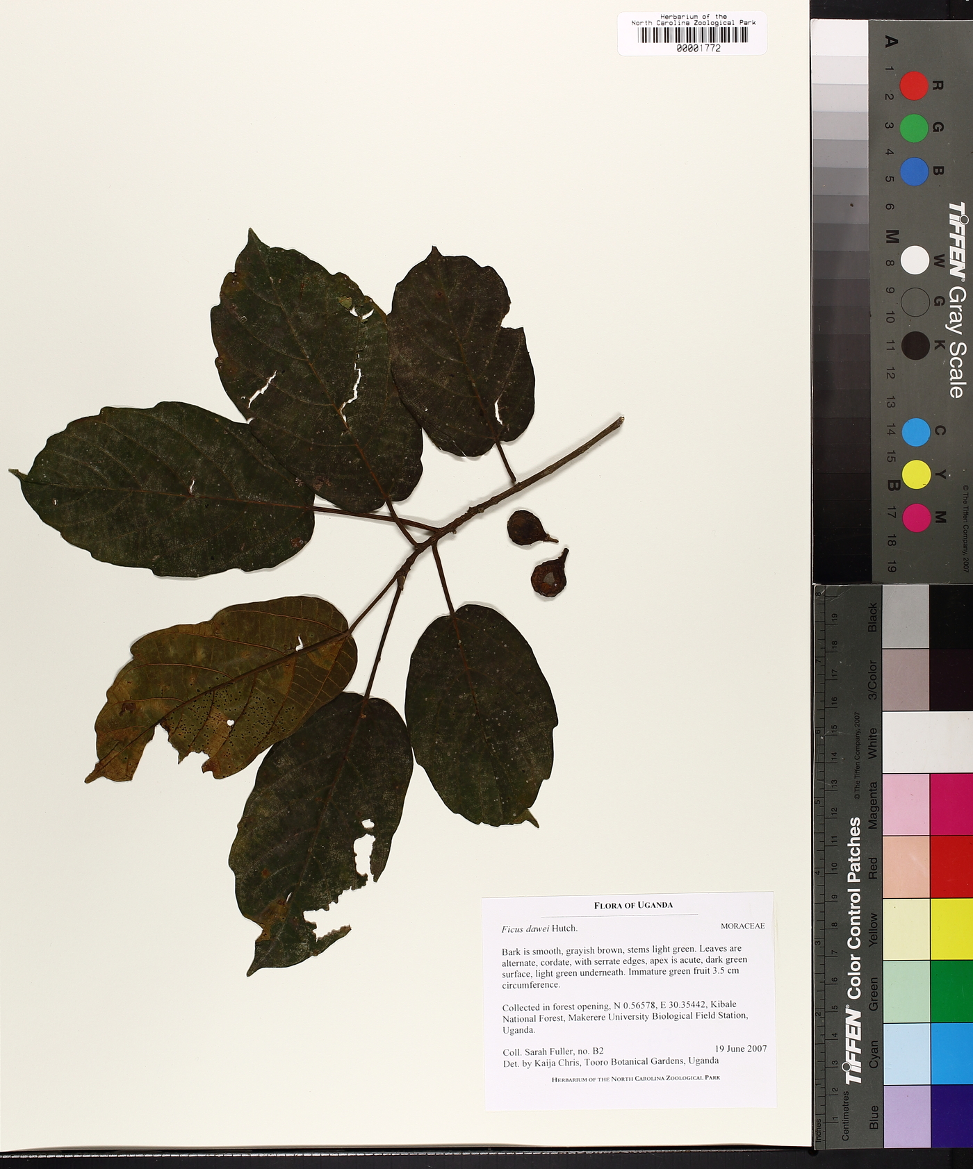 Ficus saussureana image