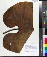 Philodendron ornatum image