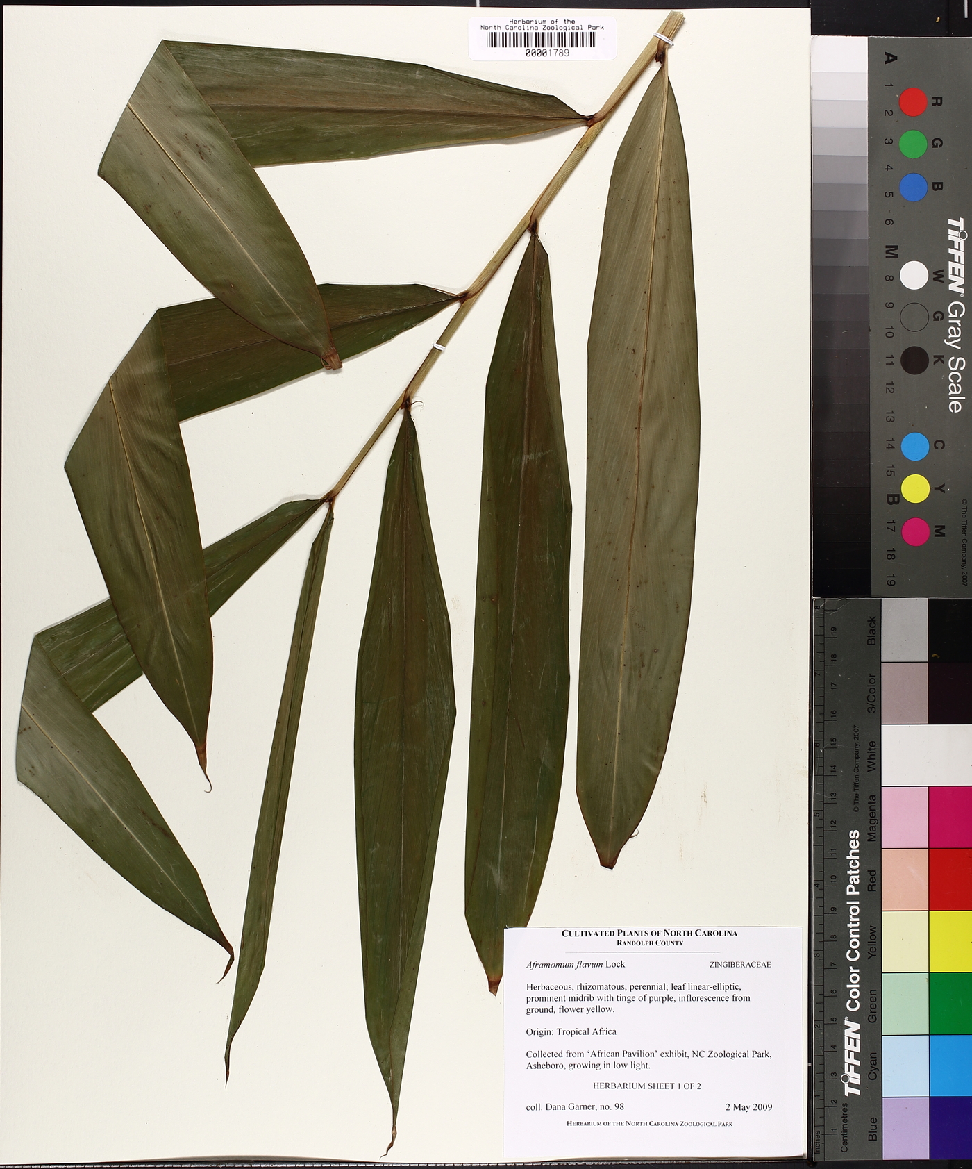Aframomum flavum image