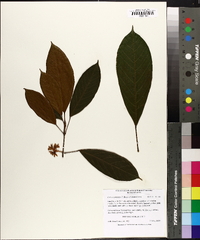 Cola acuminata image