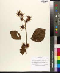 Hamamelis intermedia image