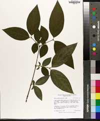 Chimonanthus praecox image