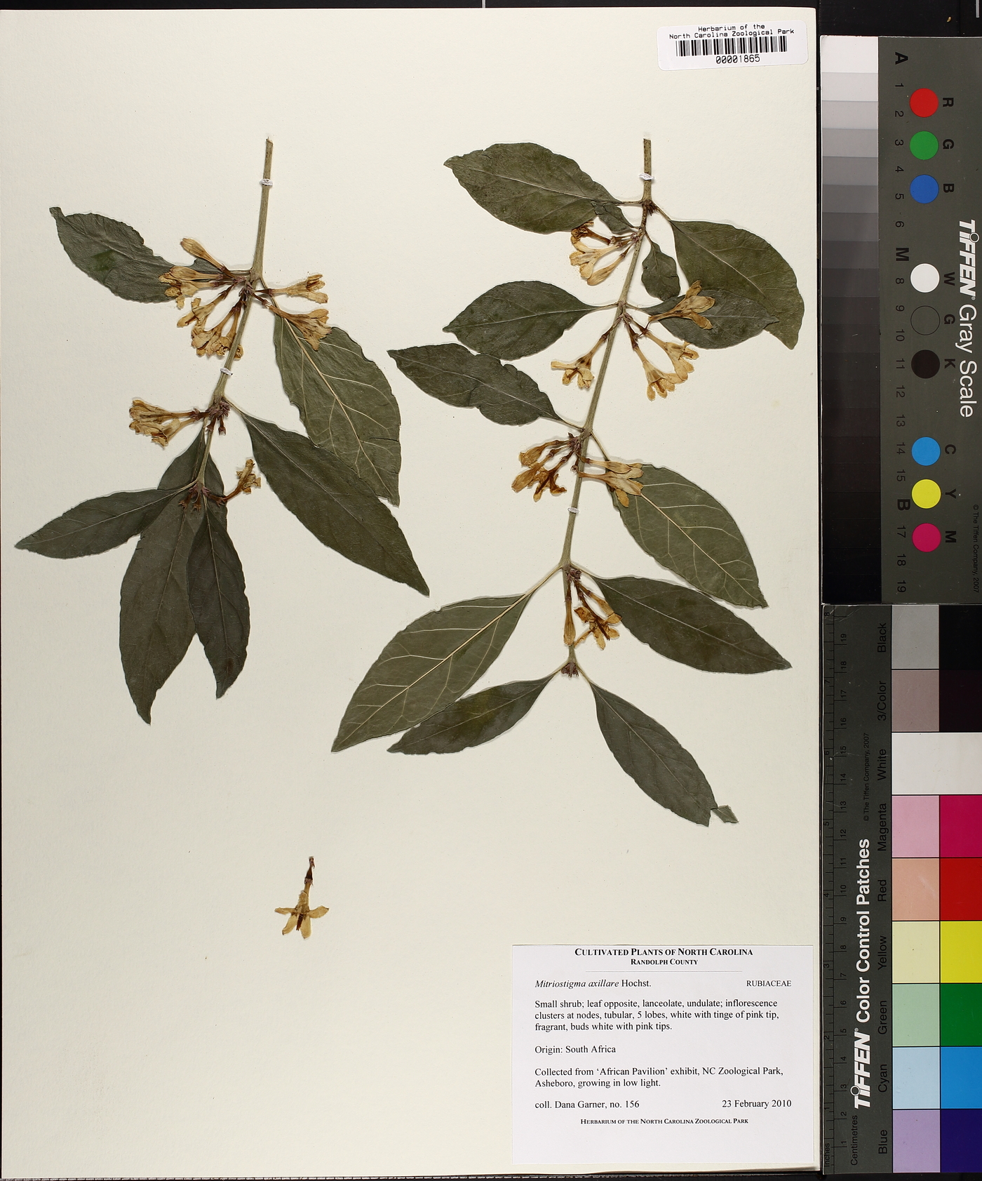 Mitriostigma axillare image