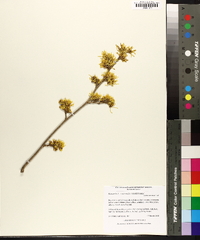 Hamamelis intermedia image