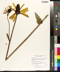 Rudbeckia maxima image