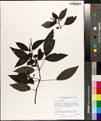 Pilea grandifolia image