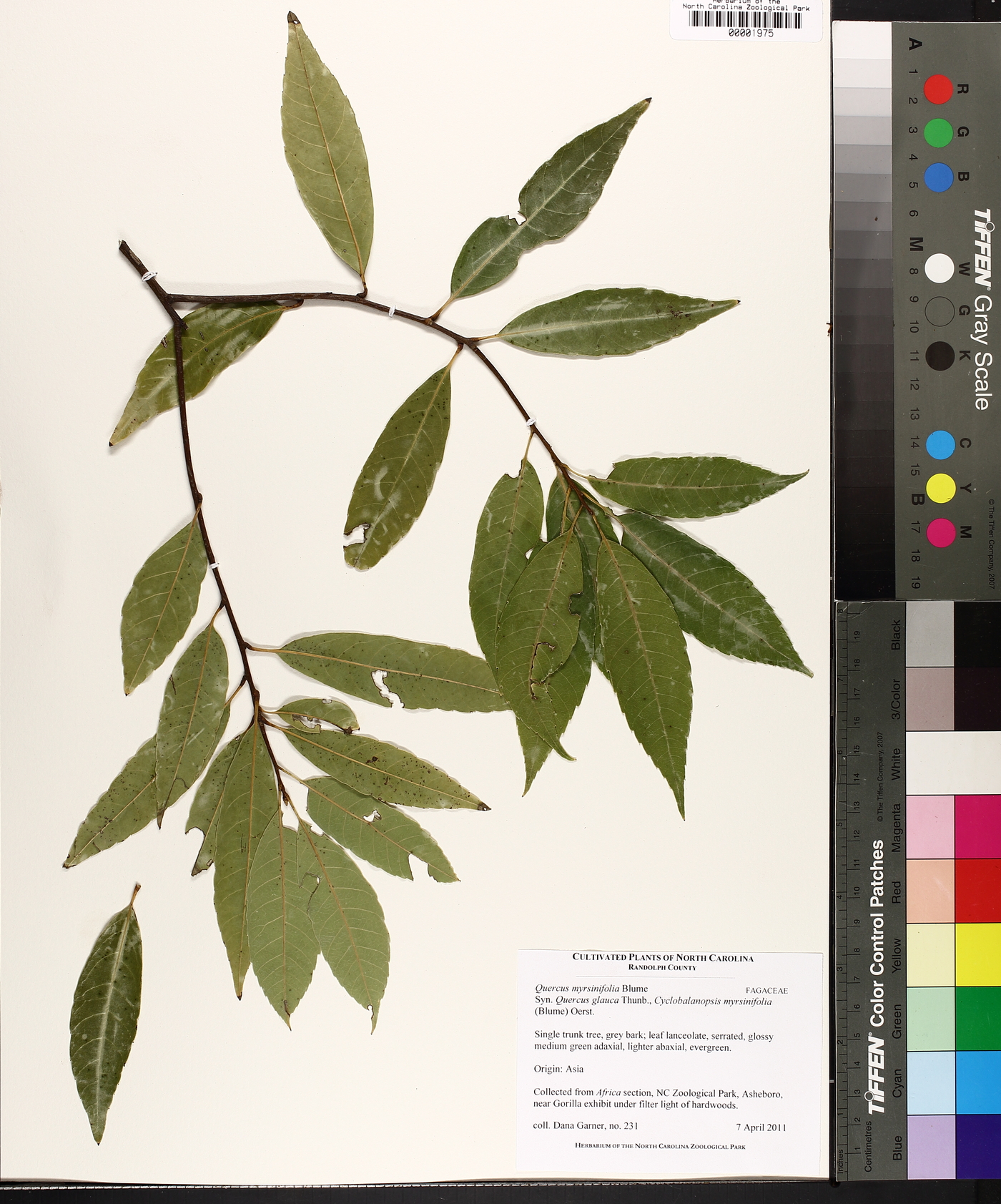 Quercus myrsinifolia image