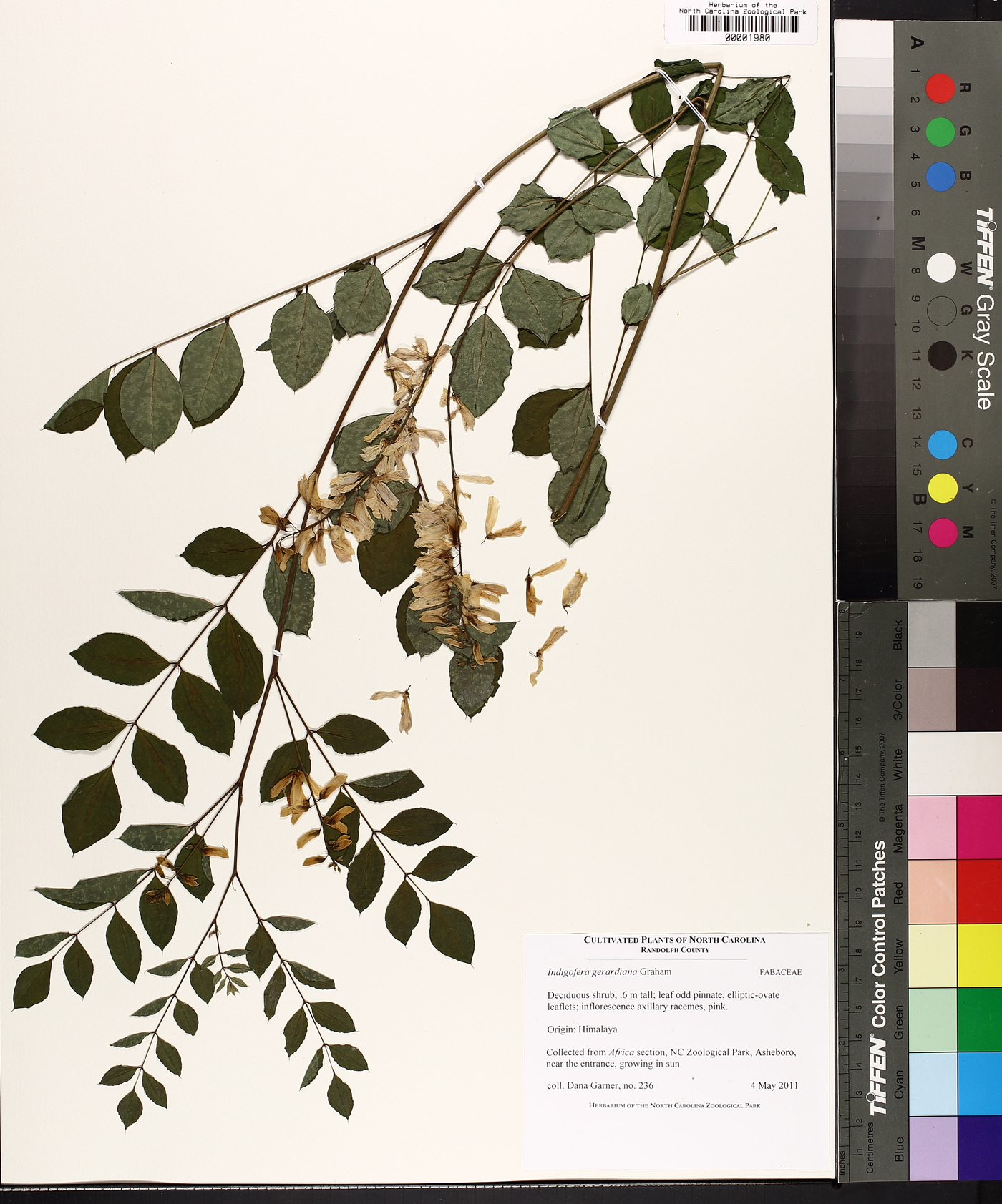 Indigofera gerardiana image