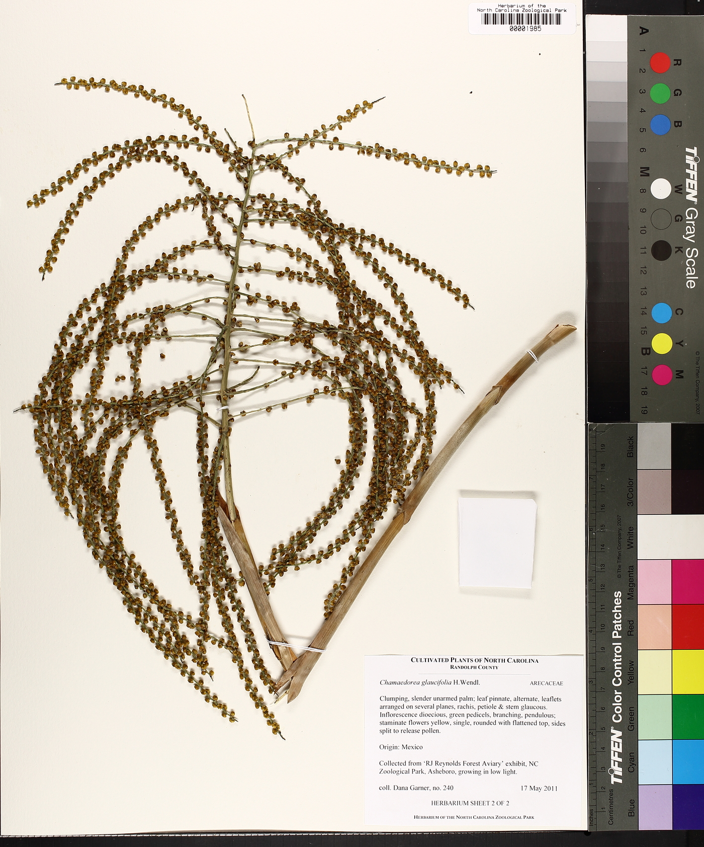 Chamaedorea glaucifolia image
