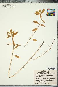 Alternanthera philoxeroides image