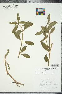 Alternanthera philoxeroides image