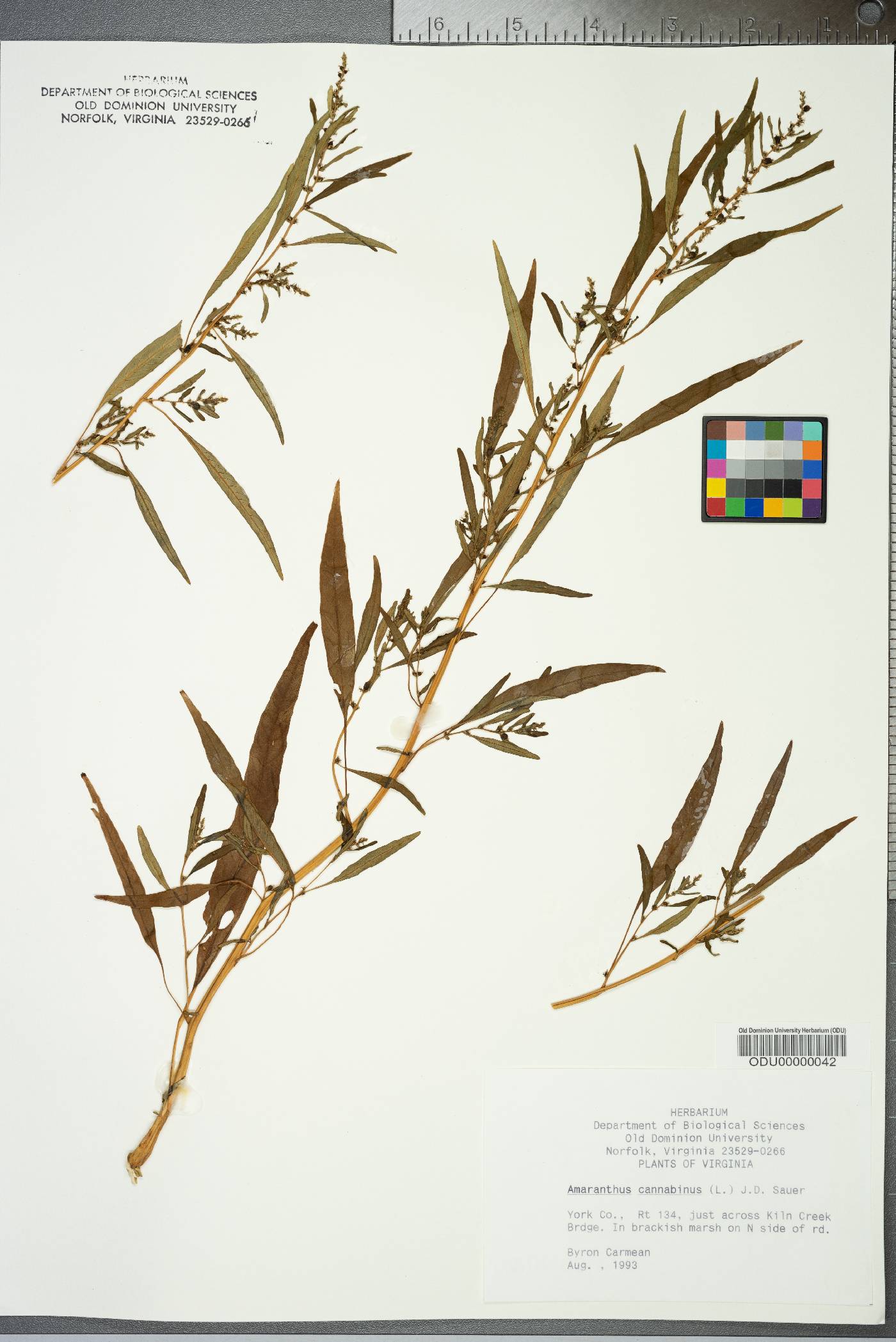 Amaranthus cannabinus image