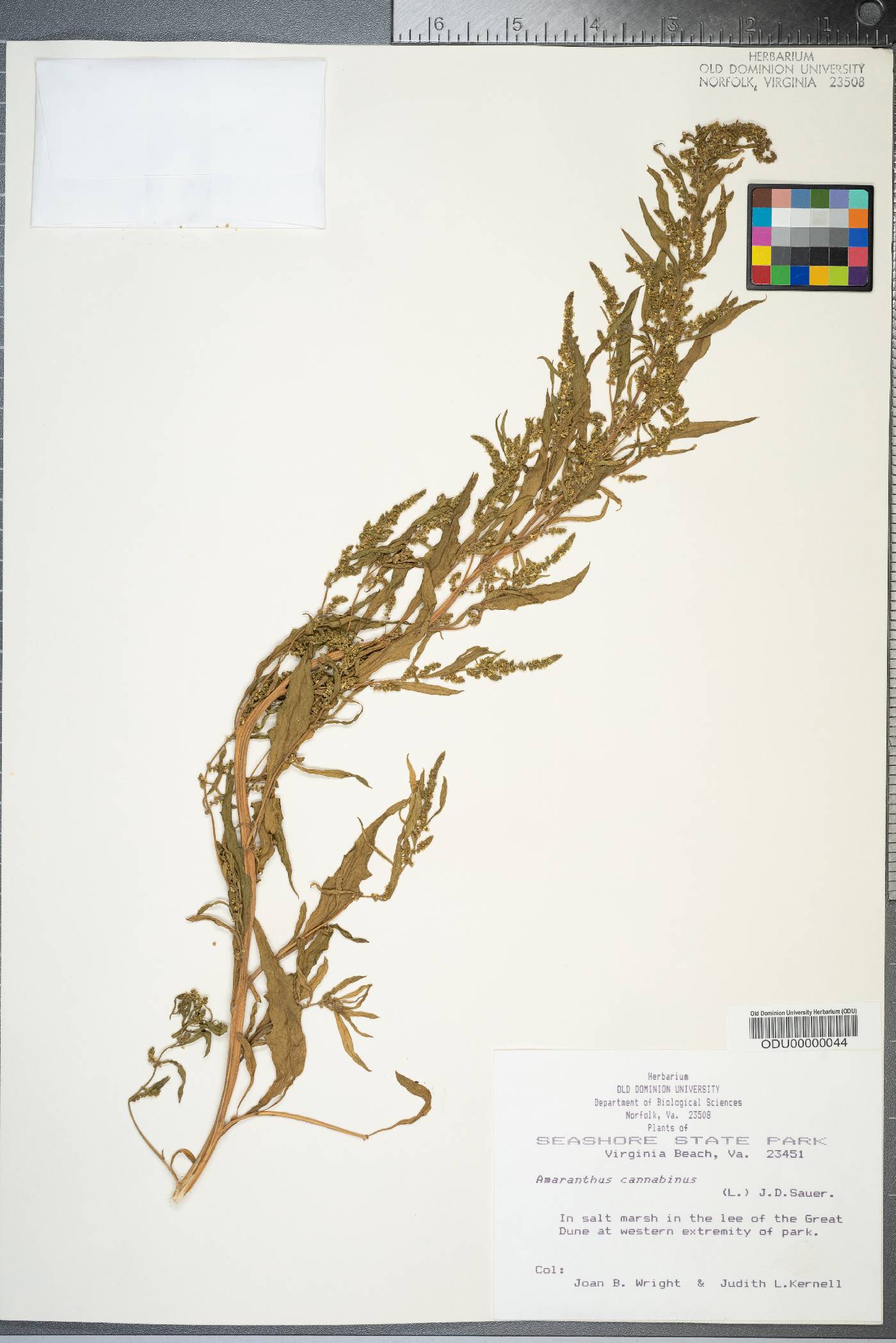 Amaranthus cannabinus image