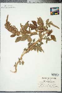 Amaranthus hybridus image