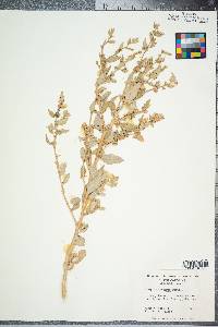 Atriplex arenaria image