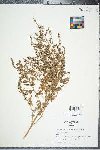 Atriplex prostrata image