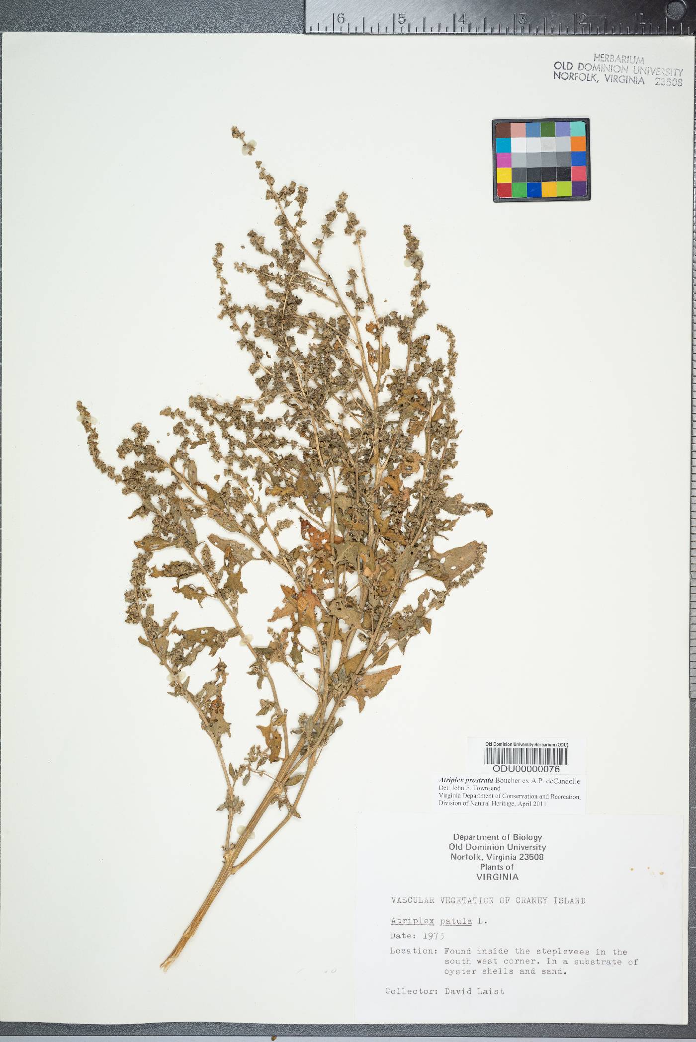 Atriplex prostrata image